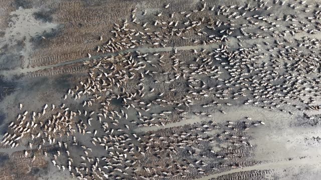 Free-Range Ducks In The Mekong