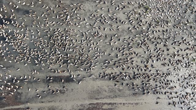 Free-Range Ducks In The Mekong