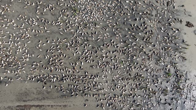Free-Range Ducks In The Mekong