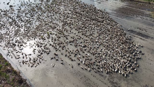 Herded Ducks On Rice Fields