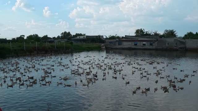 Free-Range Ducks In The Mekong