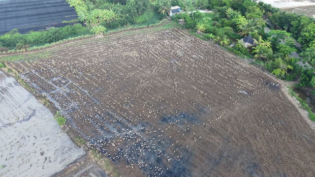 Herded Ducks On Rice Fields