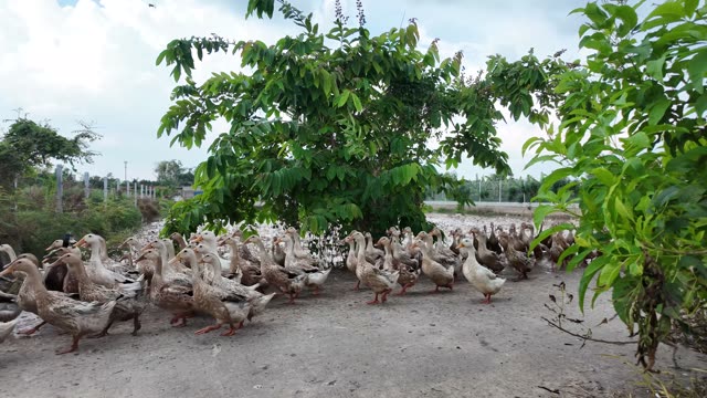 Free-Range Ducks In The Mekong