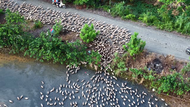 Herded Ducks On Rice Fields