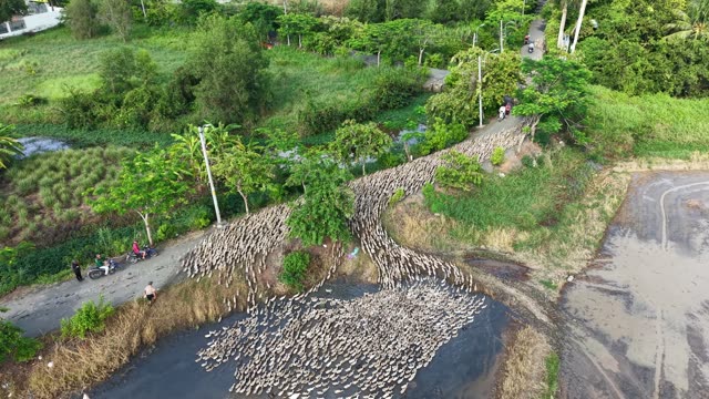 Free-Range Ducks In The Mekong