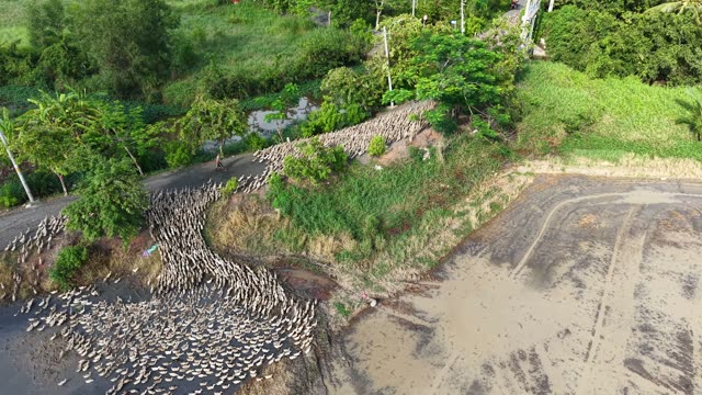 Free-Range Ducks In The Mekong