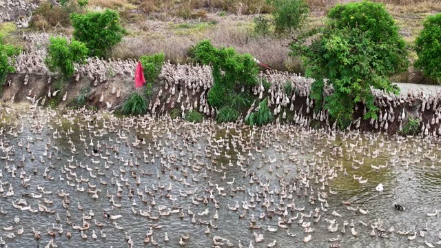 Herded Ducks On Rice Fields