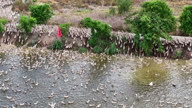 Herded Ducks On Rice Fields