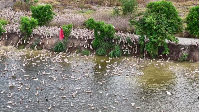 Herded Ducks On Rice Fields
