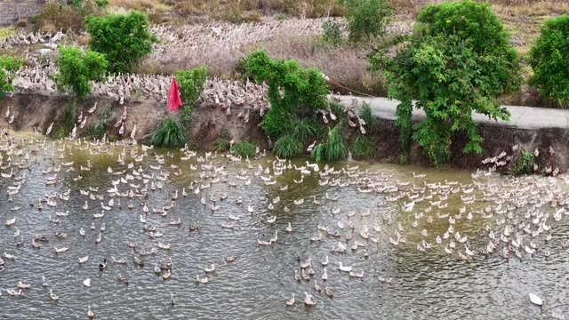 Herded Ducks On Rice Fields
