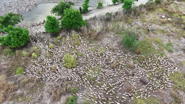 Free-Range Ducks In The Mekong