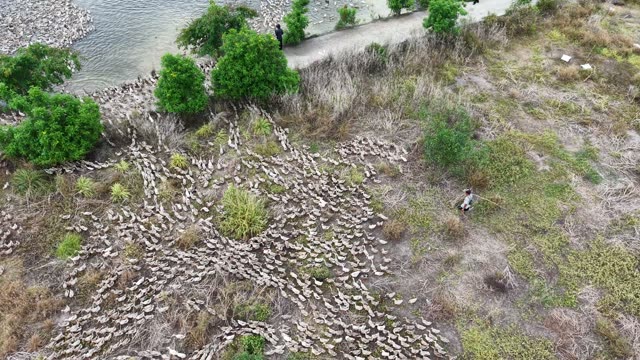 Free-Range Ducks In The Mekong