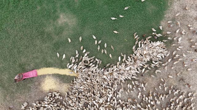 Free-Range Ducks In The Mekong