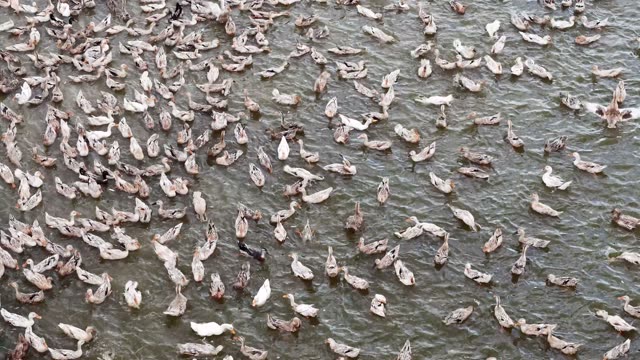 Herded Ducks On Rice Fields