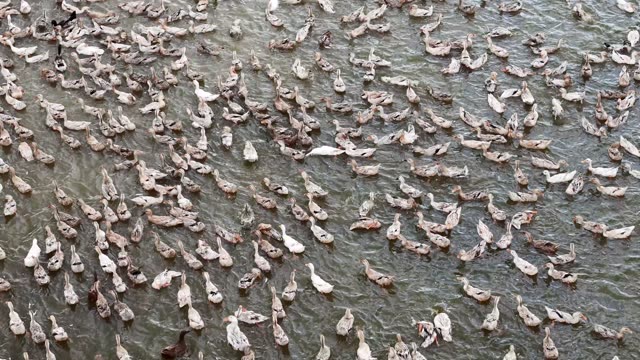 Herded Ducks On Rice Fields