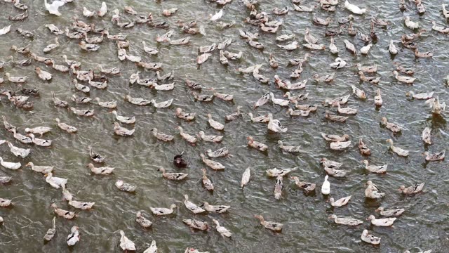 Herded Ducks On Rice Fields