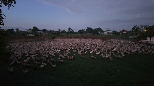 Free-Range Ducks In The Mekong