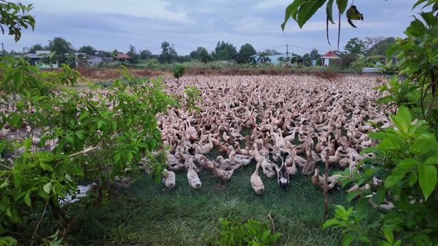 Free-Range Ducks In The Mekong