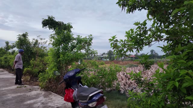 Herded Ducks On Rice Fields