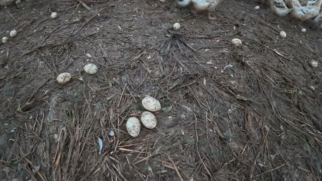Herded Ducks On Rice Fields