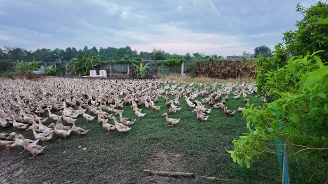 Free-Range Ducks In The Mekong