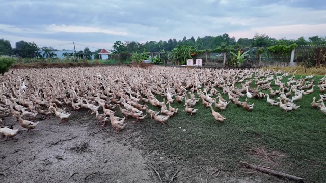 Free-Range Ducks In The Mekong