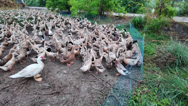 Herded Ducks On Rice Fields