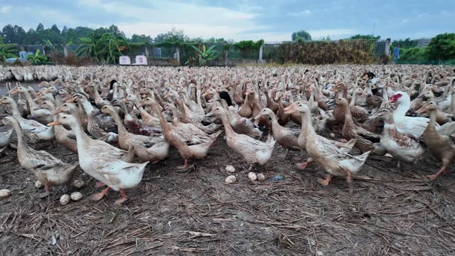 Free-Range Ducks In The Mekong