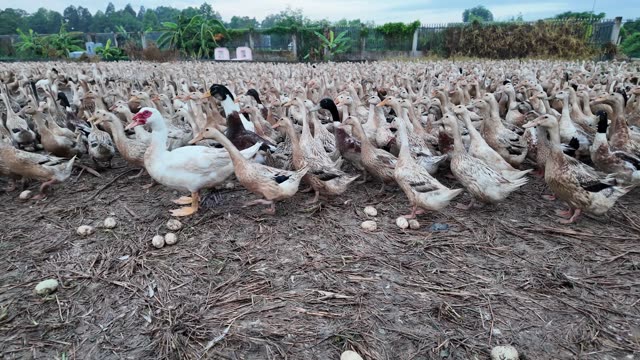 Free-Range Ducks In The Mekong