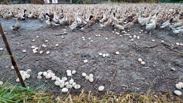 Herded Ducks On Rice Fields