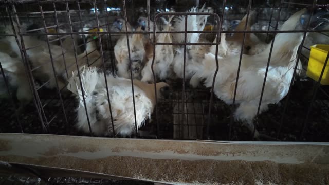 Collecting Eggs At The Chicken Farm