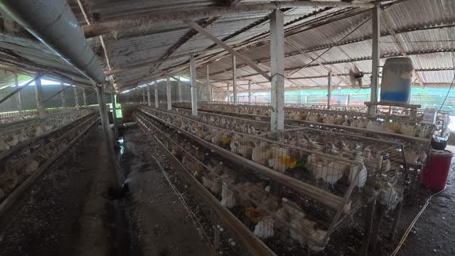 Inside A Chicken Farm Coop