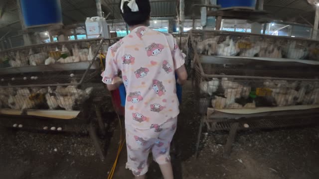 Inside A Chicken Farm Coop