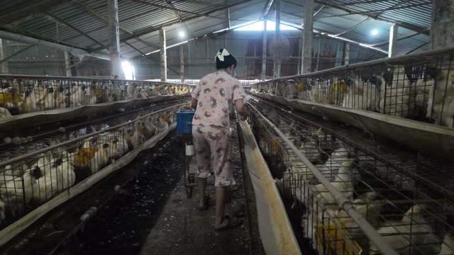 Free-Range Chickens In The Barn