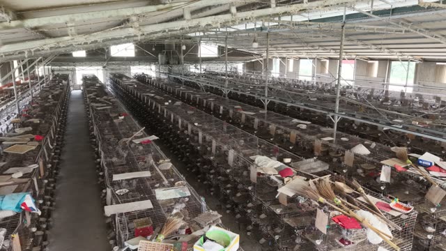 Long Rows Of Pigeon Cages — Shot 1