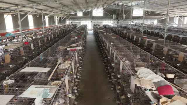Pigeon Breeding Shed Interior — Shot 1