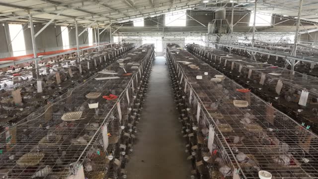 Pigeon Breeding Shed Interior — Shot 2