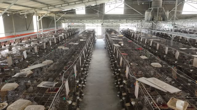 Pigeon Breeding Shed Interior — Shot 3