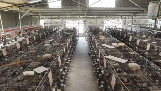 Pigeon Breeding Shed Interior — Shot 4