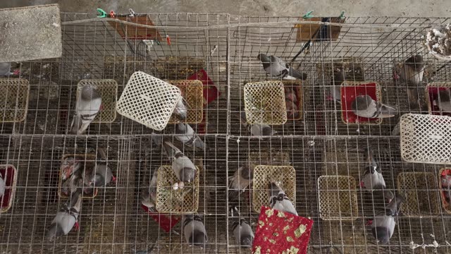 Pigeons In Breeding Cages — Shot 1
