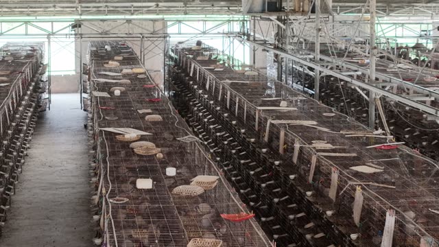 Worker In Pigeon Farm Aisle — Shot 1