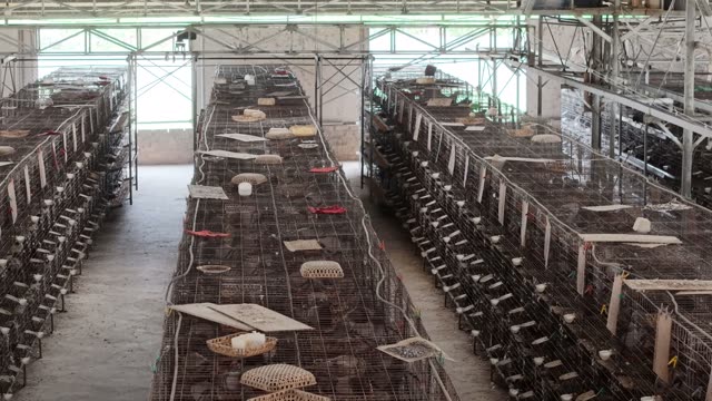 Worker In Pigeon Farm Aisle — Shot 2