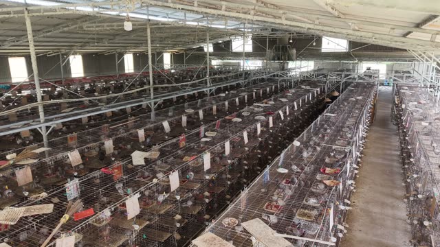 Farm Workers Between Cages — Shot 1