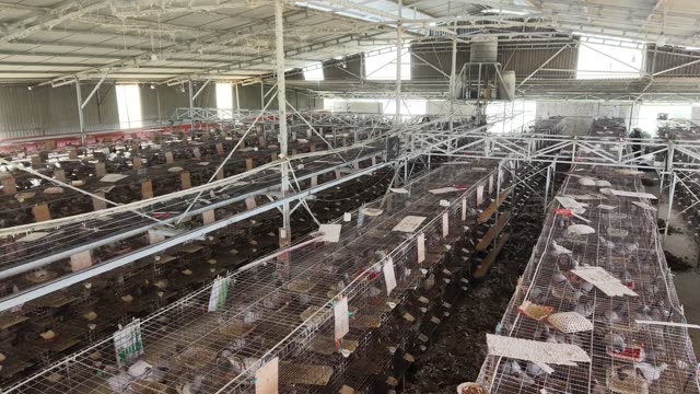 Farm Workers Between Cages — Shot 3