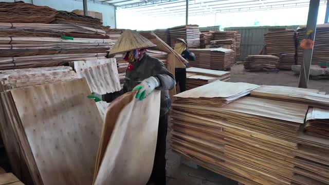 Worker Sorts Plywood Veneer