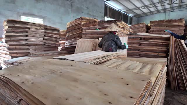 Worker Among Veneer Stacks