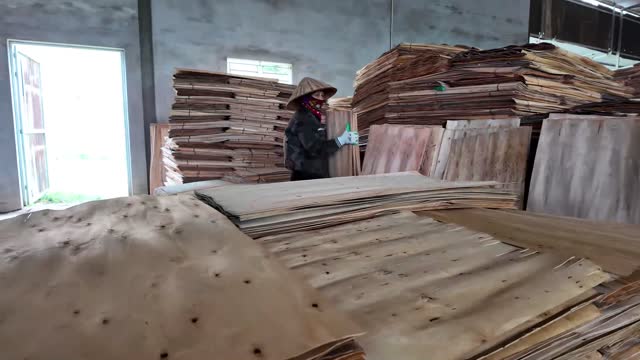 Worker Handles Veneer Boards