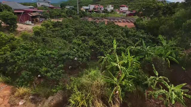 Aerial Over Green Orchards