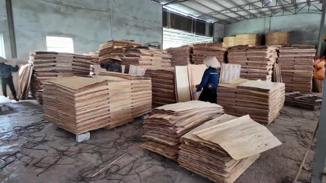 Packing Veneer In Workshop