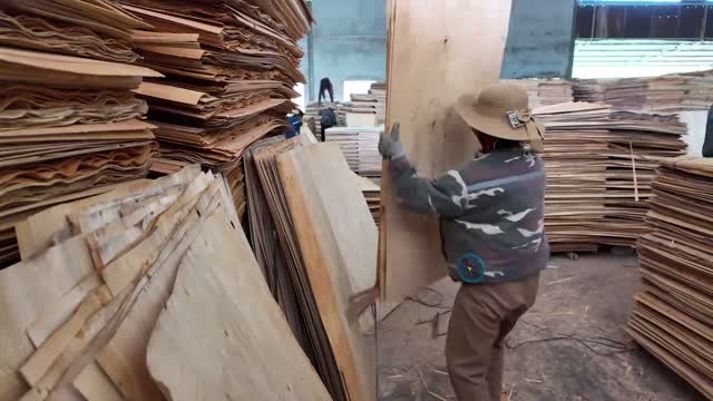 Worker Sorting Wood Veneer